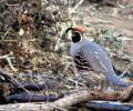 Gamble Quail